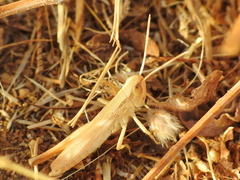 Euchorthippus elegantulus