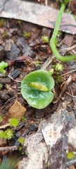 Corybas diemenicus
