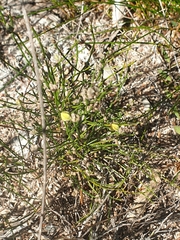 Jacksonia stackhousei