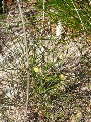 Jacksonia stackhousei