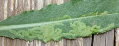 Phytomyza spinaciae