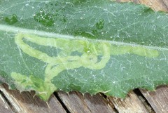 Phytomyza spinaciae