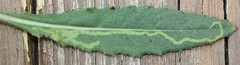 Phytomyza spinaciae