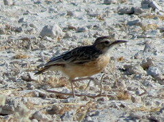 Chersomanes albofasciata erikssoni