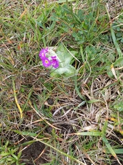 Primula scotica