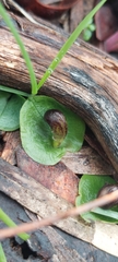 Corybas diemenicus