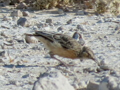Chersomanes albofasciata erikssoni