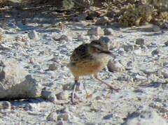 Chersomanes albofasciata erikssoni