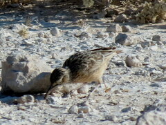Chersomanes albofasciata erikssoni