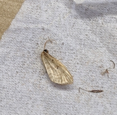 Idaea fuscovenosa