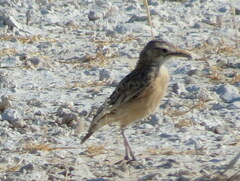 Chersomanes albofasciata erikssoni