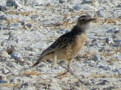 Chersomanes albofasciata erikssoni