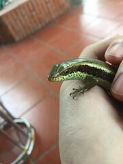 Eutropis longicaudata