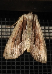 Apamea verbascoides