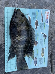 Heterotilapia buettikoferi