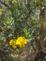 Gompholobium virgatum