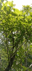 Ficus neriifolia