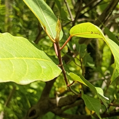 Ficus neriifolia