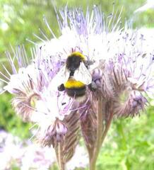 Bombus