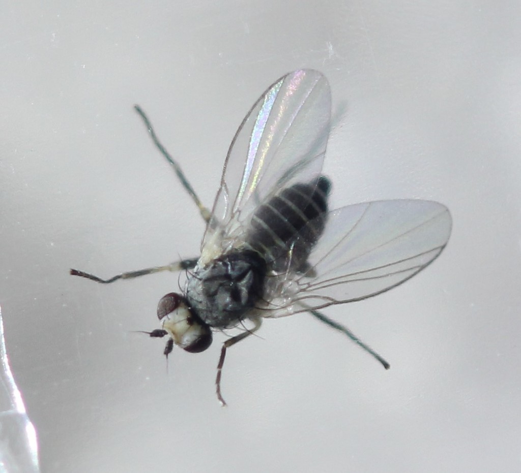 Chrysanthemum Leafminer