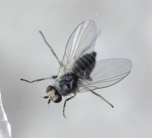 Phytomyza syngenesiae (Hardy, 1849)