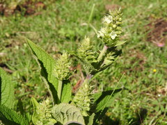 Lepechinia caulescens