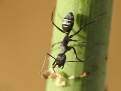 Camponotus micans