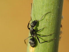 Camponotus micans