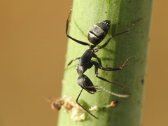 Camponotus micans