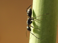 Camponotus micans