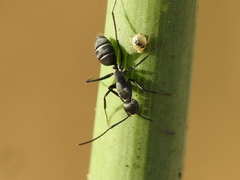Camponotus micans
