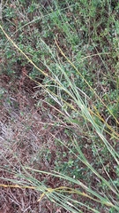 Platycaulos compressus