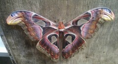 Attacus