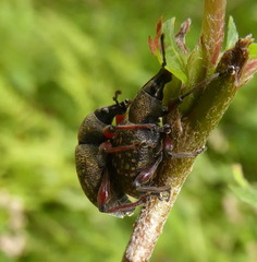 Otiorhynchus coecus