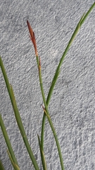 Platycaulos compressus