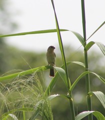 Sporophila morelleti morelleti