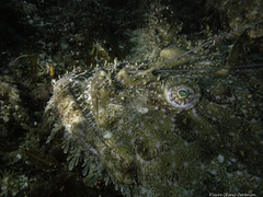 Lophius piscatorius