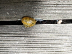 Cepaea