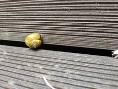 Cepaea