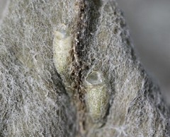 Phytomyza spinaciae