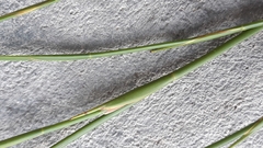 Platycaulos compressus