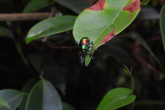 Platycorynus sauteri