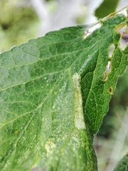 Phyllonorycter spinicolella