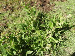 Lepechinia caulescens