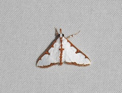 Cirrhochrista aetherialis