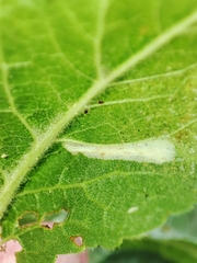Phyllonorycter spinicolella
