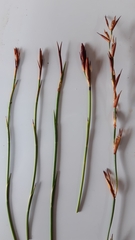 Platycaulos compressus