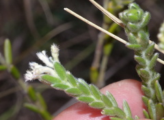 Gnidia nodiflora
