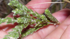 Gnidia nodiflora