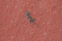 Hemidactylus mabouia
